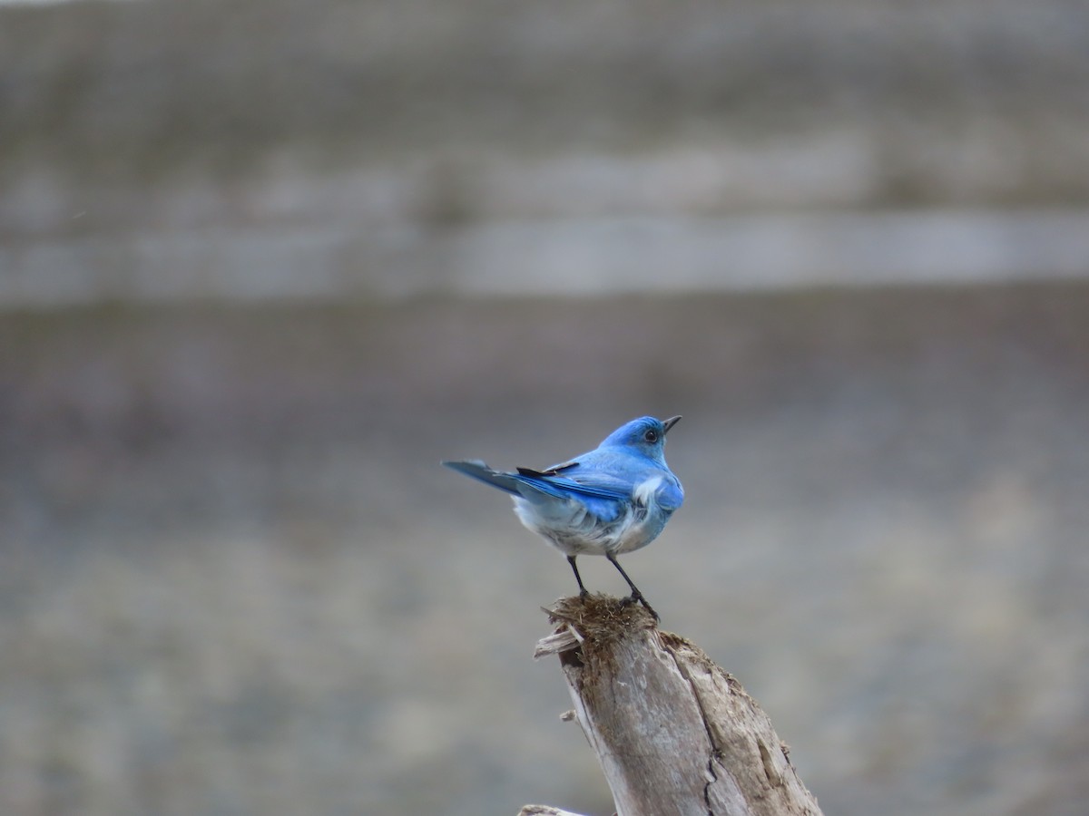 Mountain Bluebird - ML554439261