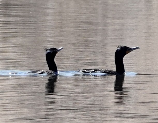 Double-crested Cormorant - Raymond Ortiz