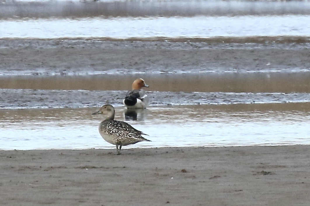 Eurasian Wigeon - ML554439561