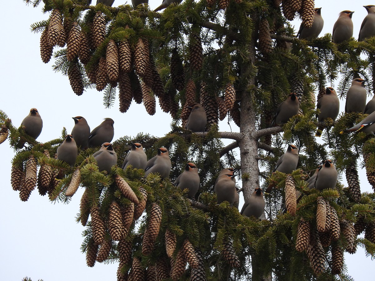 Bohemian Waxwing - ML554440211