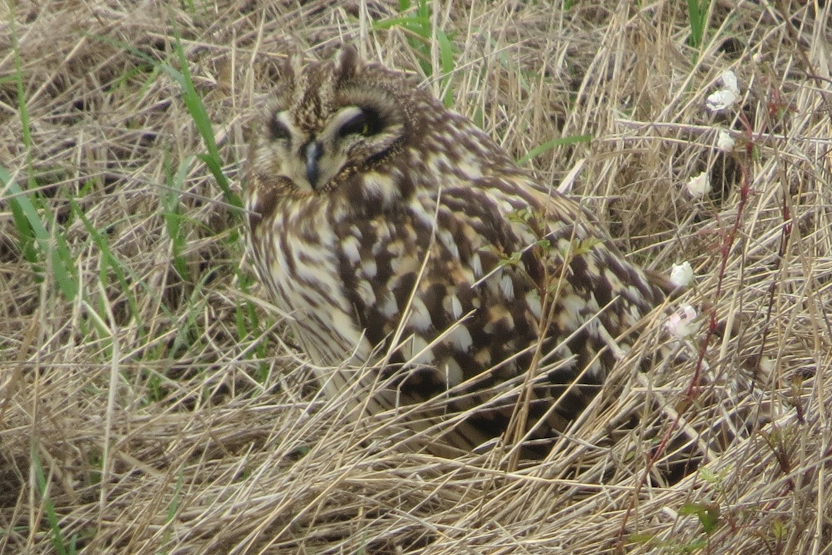 Hibou des marais - ML554440461