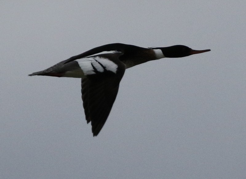 Red-breasted Merganser - logan kahle