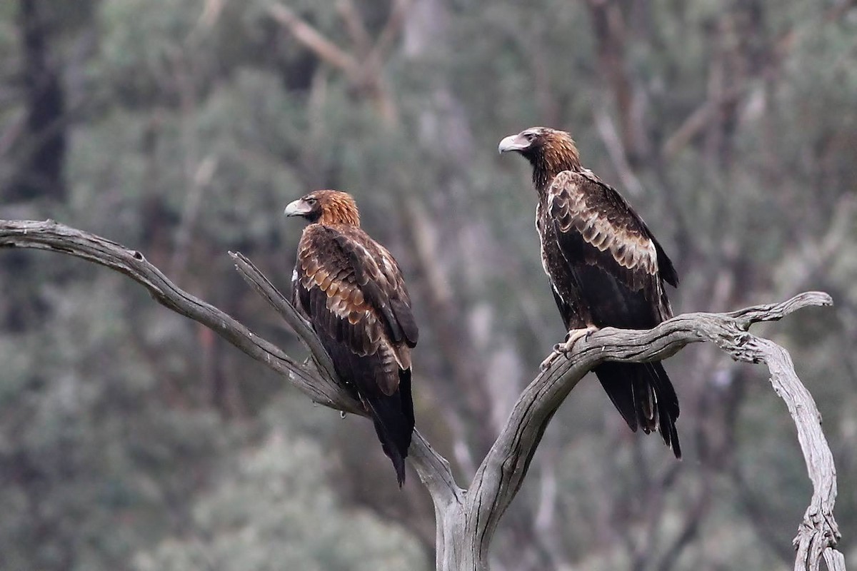 Wedge-tailed Eagle - Chris Chafer