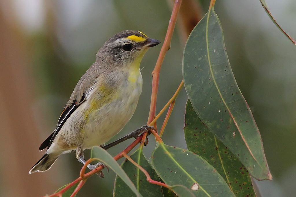 Striated Pardalote (Eastern) - Chris Chafer