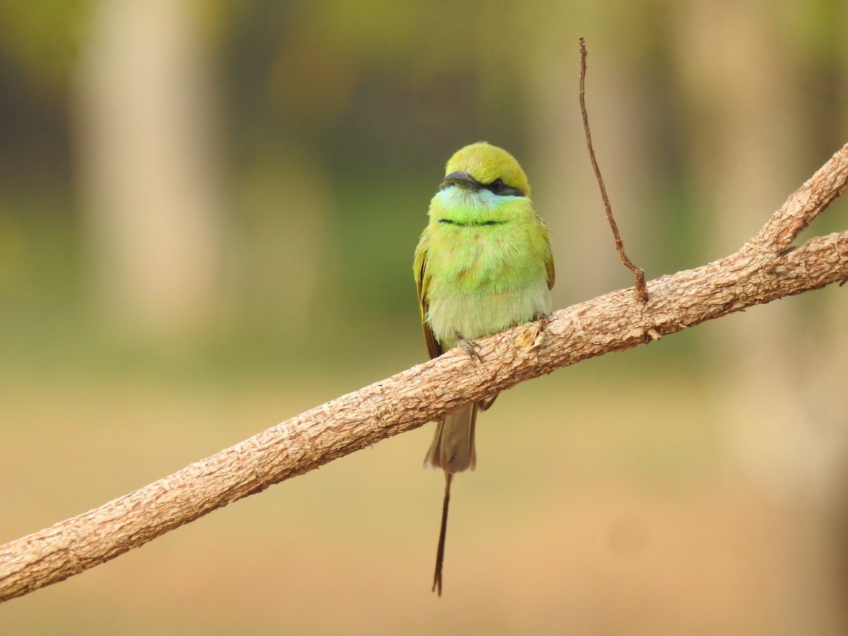 Asian Green Bee-eater - ML554444191