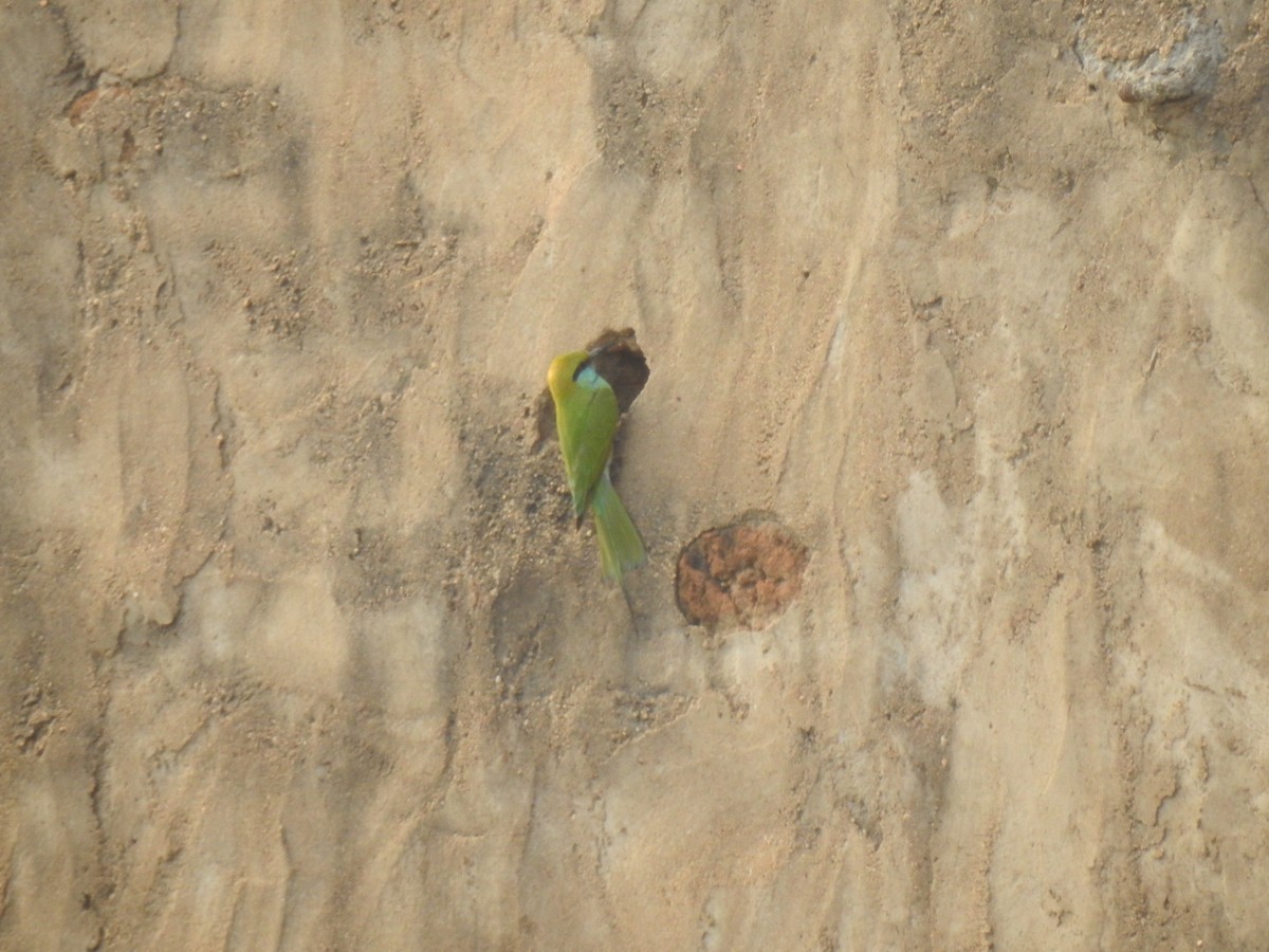 Asian Green Bee-eater - ML554444201