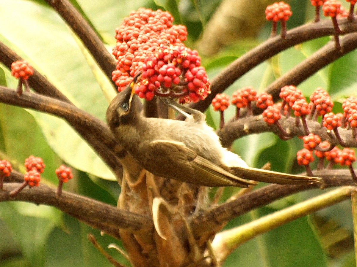 Bridled Honeyeater - David  Mules