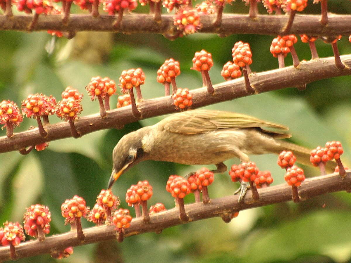 Bridled Honeyeater - David  Mules