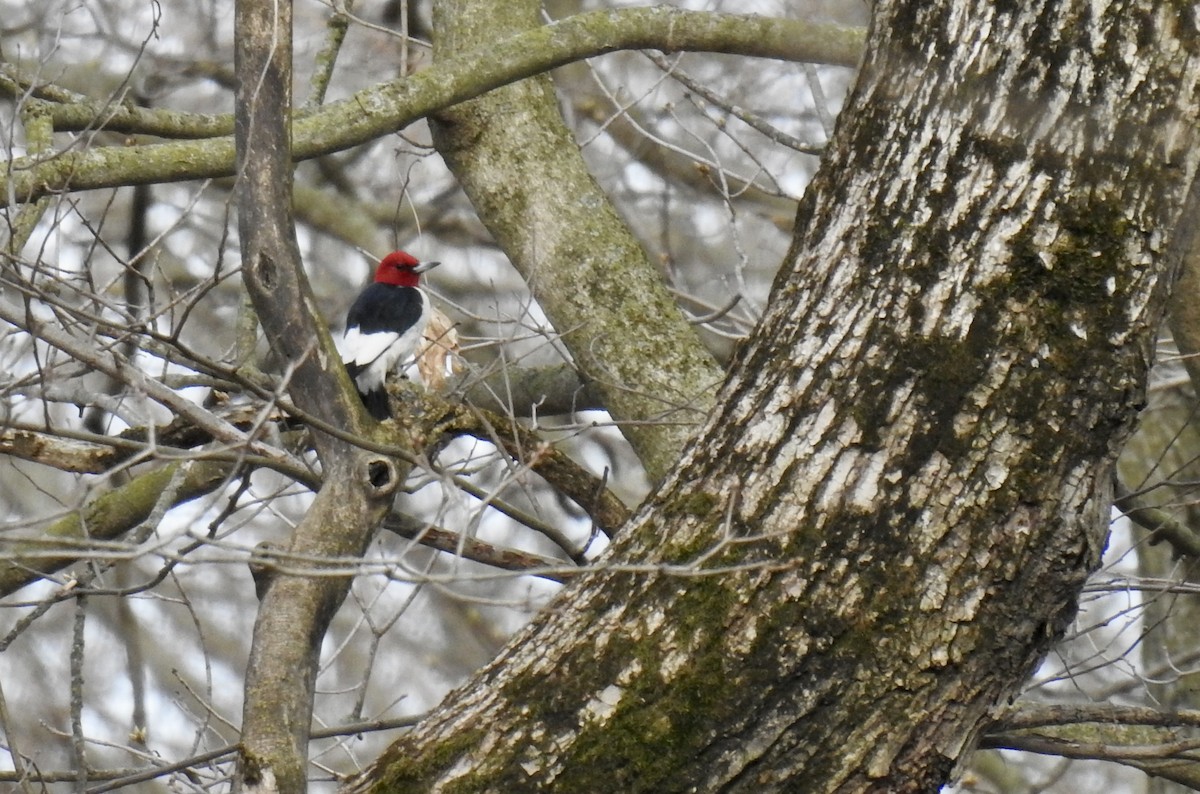 Red-headed Woodpecker - ML554444471