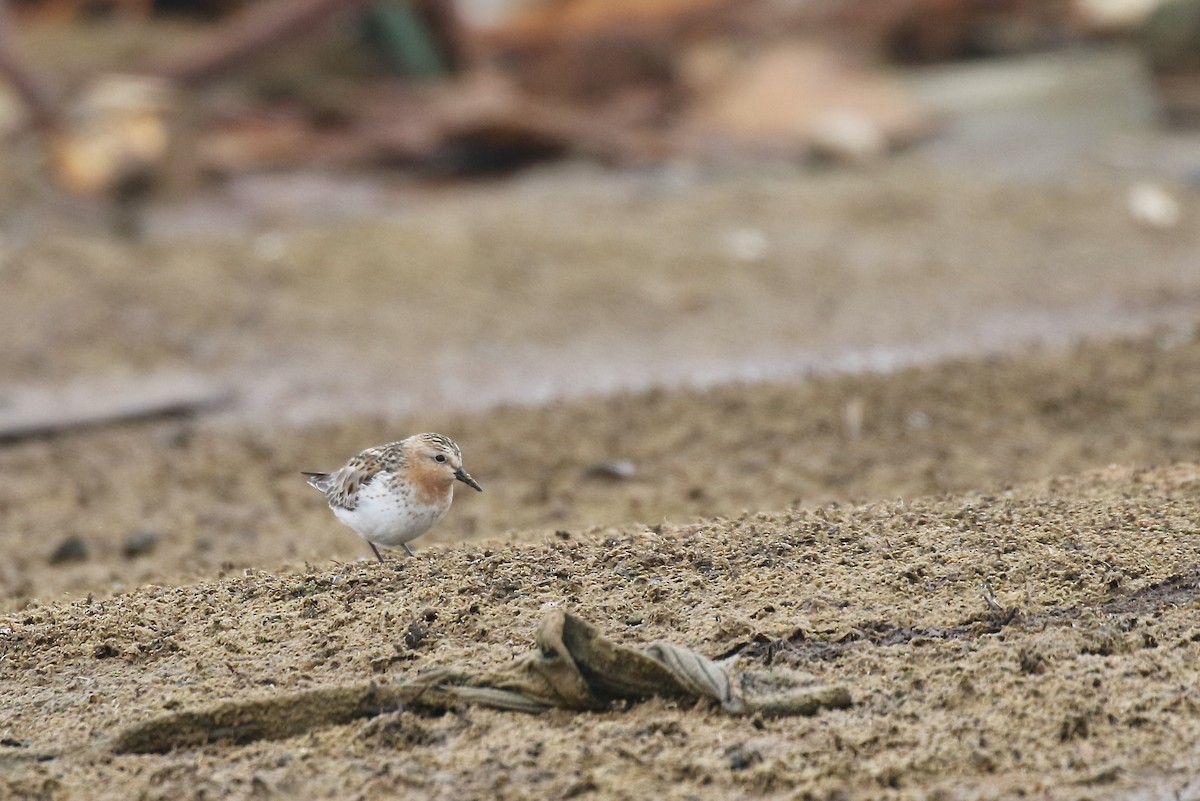 Red-necked Stint - ML554446051