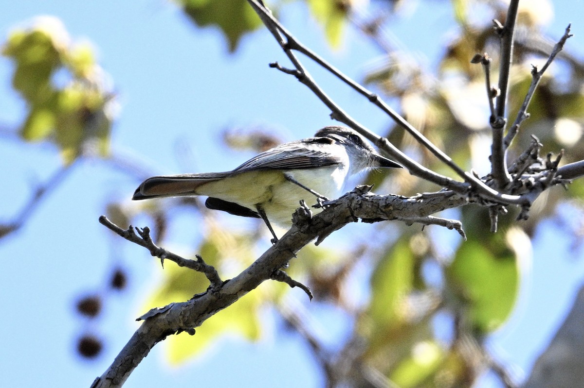 Ash-throated Flycatcher - ML554446351