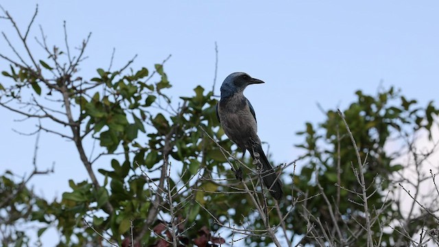 Florida Scrub-Jay - ML554446531