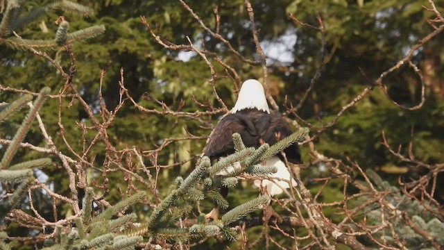 Bald Eagle - ML554446991