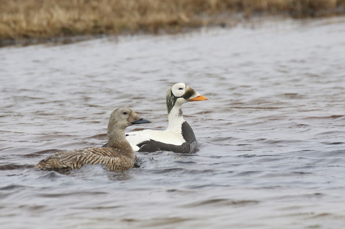 Spectacled Eider - ML554447931