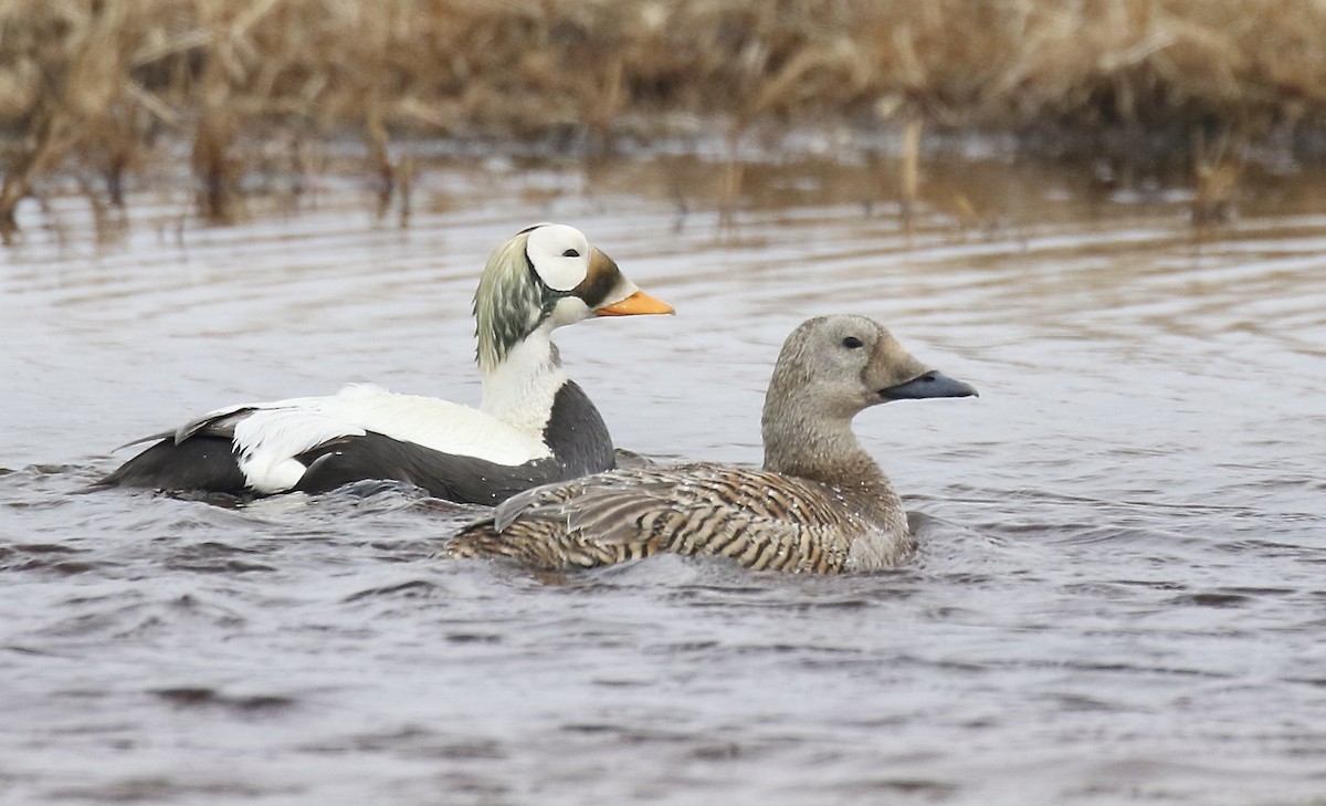 Spectacled Eider - ML554447941