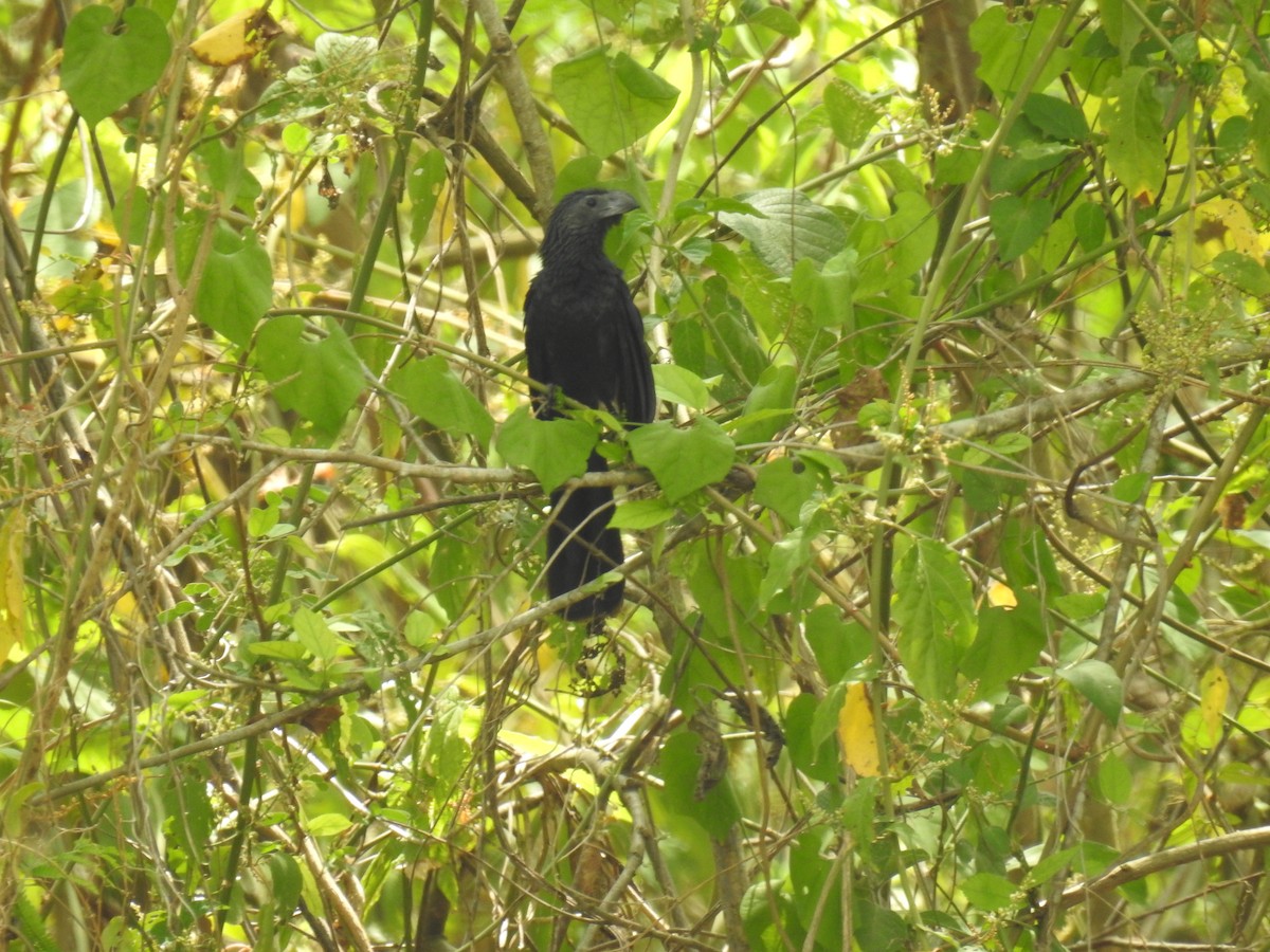 Groove-billed Ani - Leandro Niebles Puello