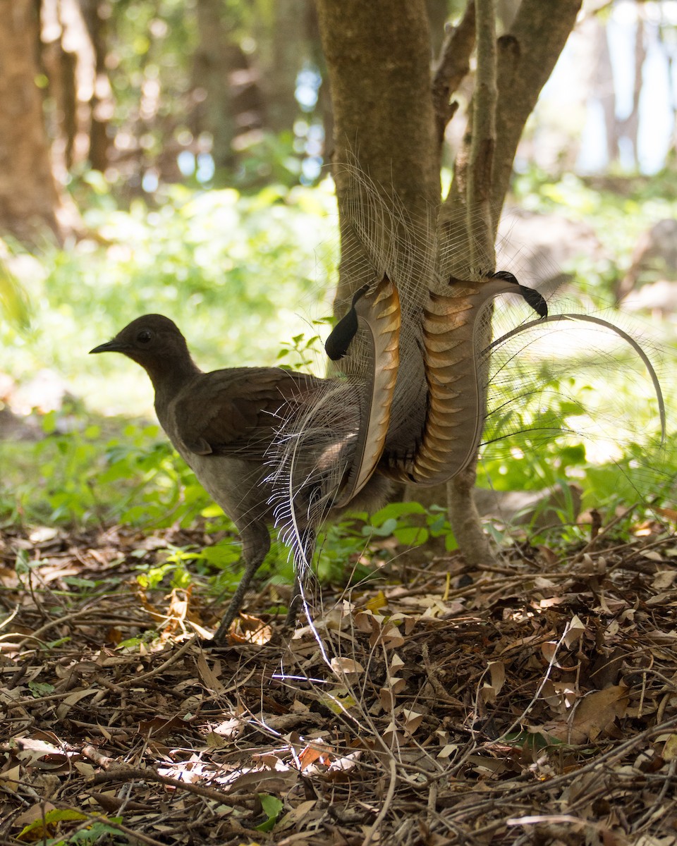 Superb Lyrebird - ML554448961