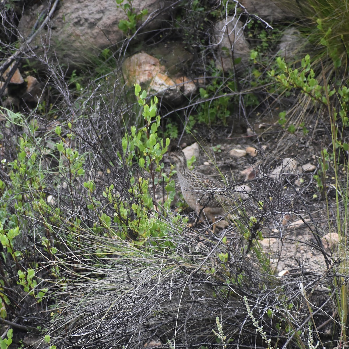 Tinamou des Andes - ML554449361