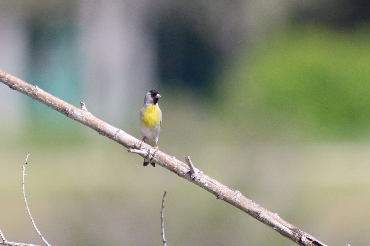 Lawrence's Goldfinch - ML554449461
