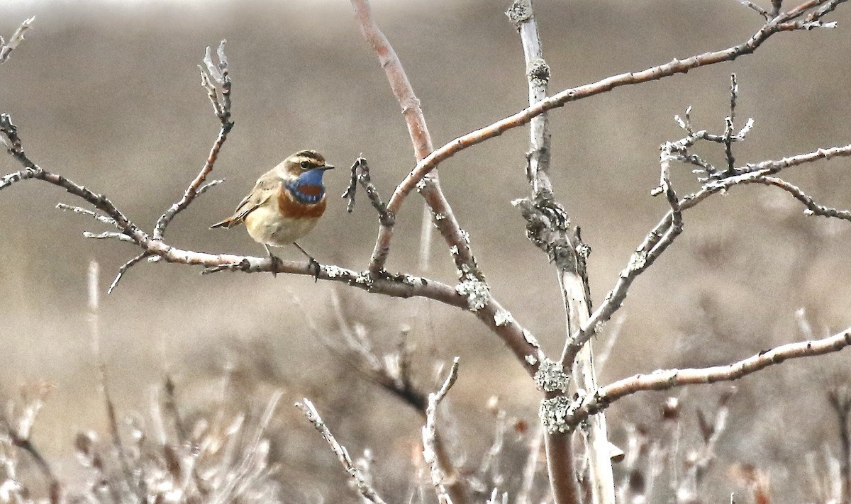 Bluethroat - ML554449581