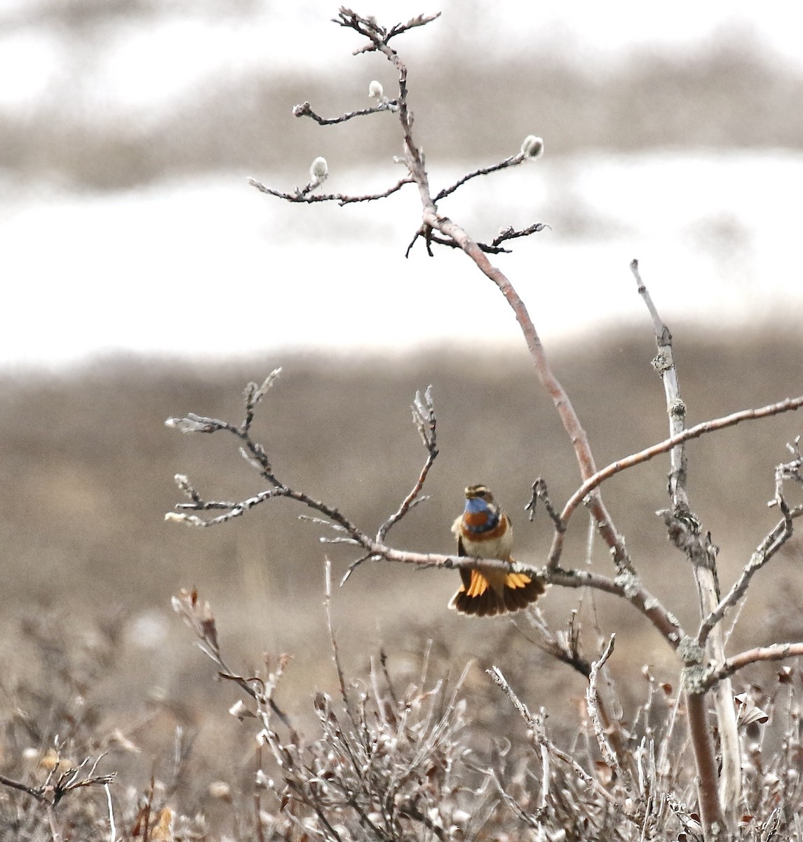 Bluethroat - ML554449591