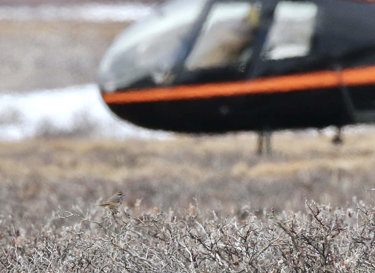 Bluethroat - ML554449601