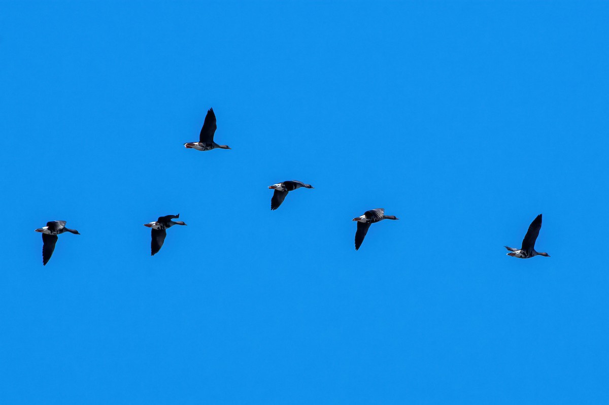 Greater White-fronted Goose - ML554449851