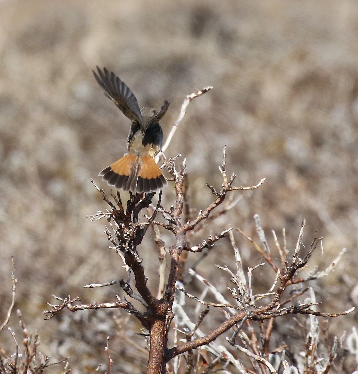 Bluethroat - ML554450391