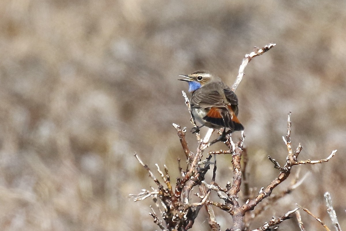 Bluethroat - Jonah  Benningfield