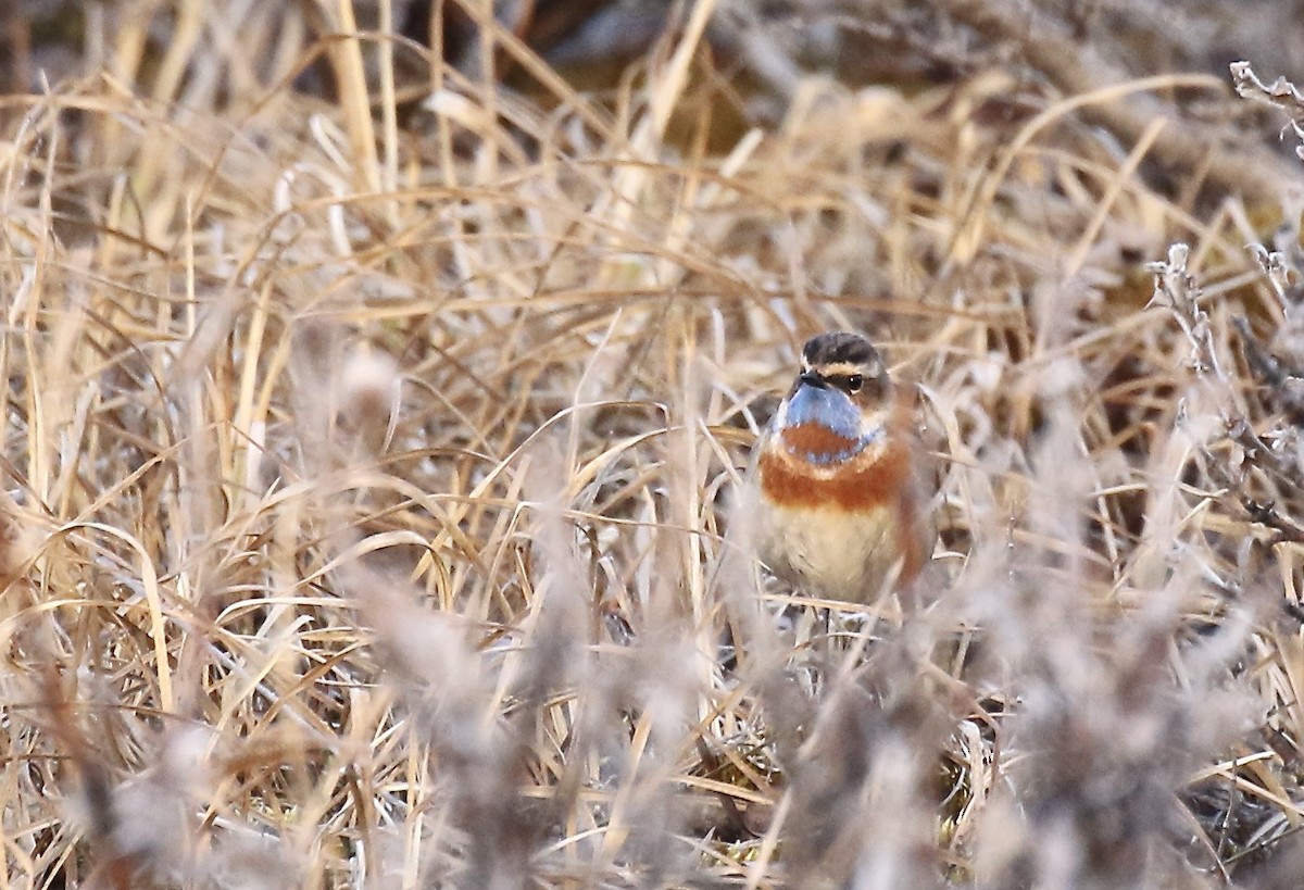 Bluethroat - ML554450951