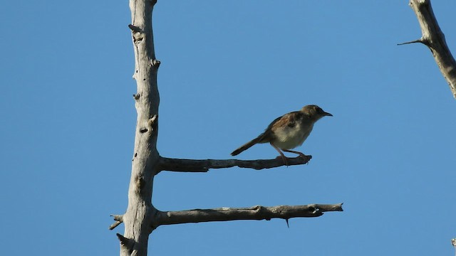 Rattling Cisticola - ML554451891