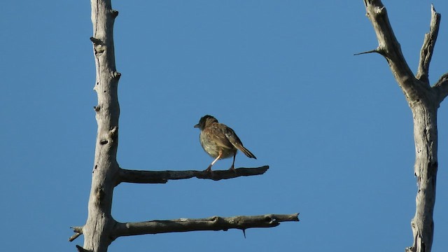 Rattling Cisticola - ML554451951