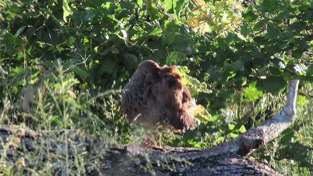 Натальский франколин - ML554452181