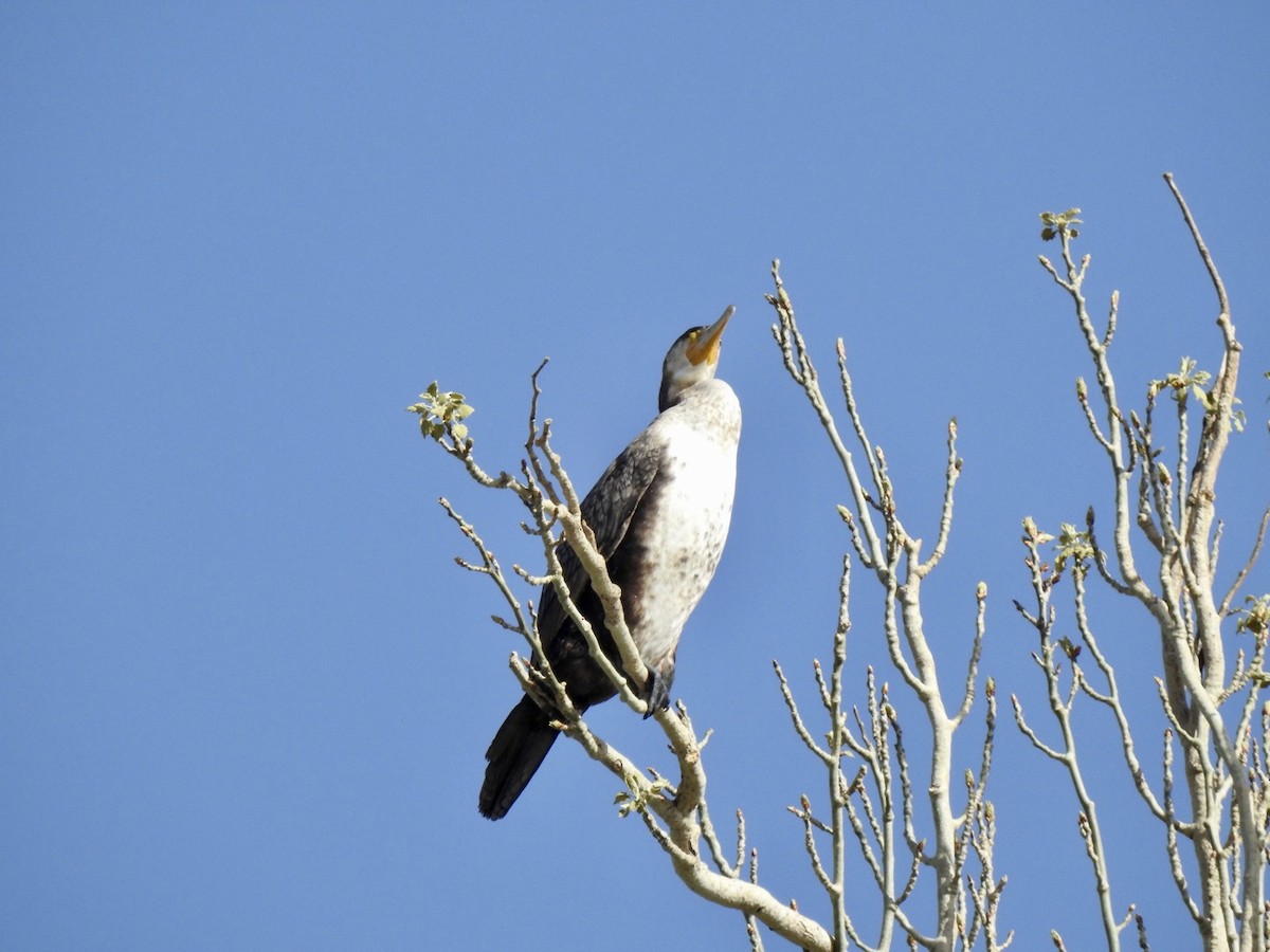 Cormorán Grande - ML554452221