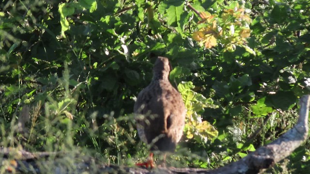 Natal Spurfowl - ML554452231