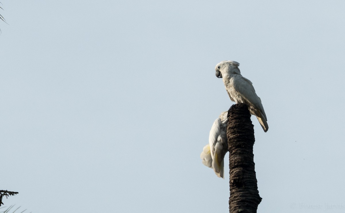 白鳳頭鸚鵡 - ML55445261