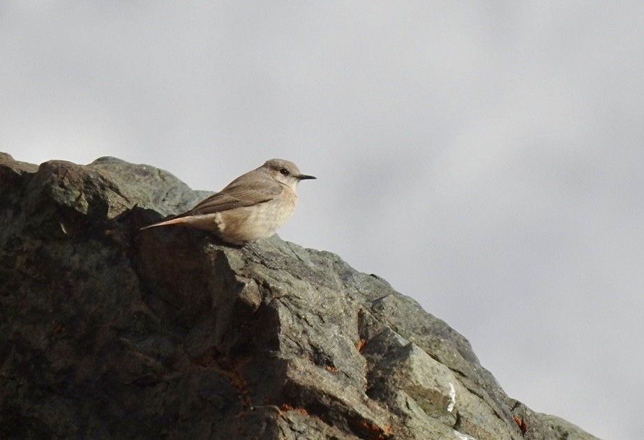 Kurdish/Persian Wheatear (Red-tailed Wheatear) - ML554452671