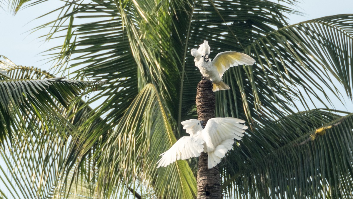 White Cockatoo - Forest Botial-Jarvis