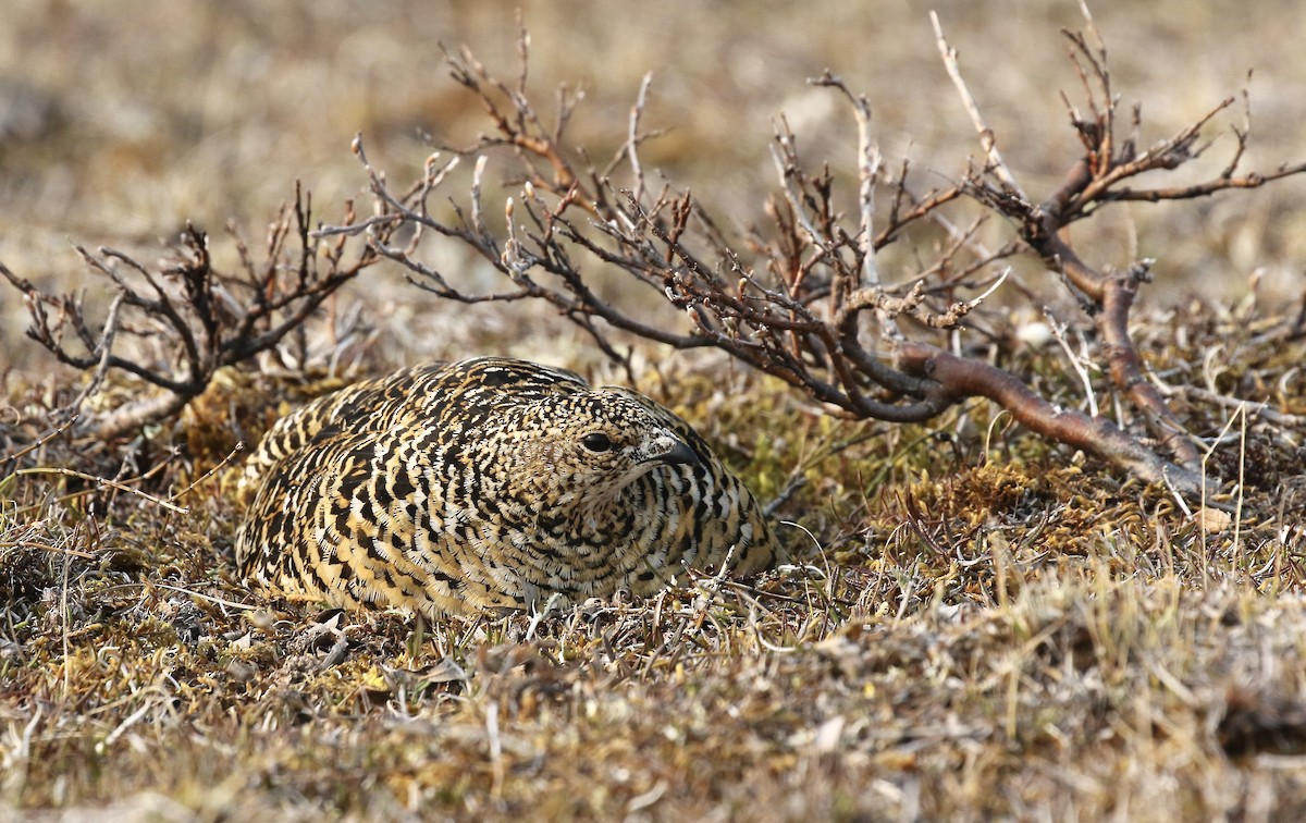 Rock Ptarmigan - ML554452741