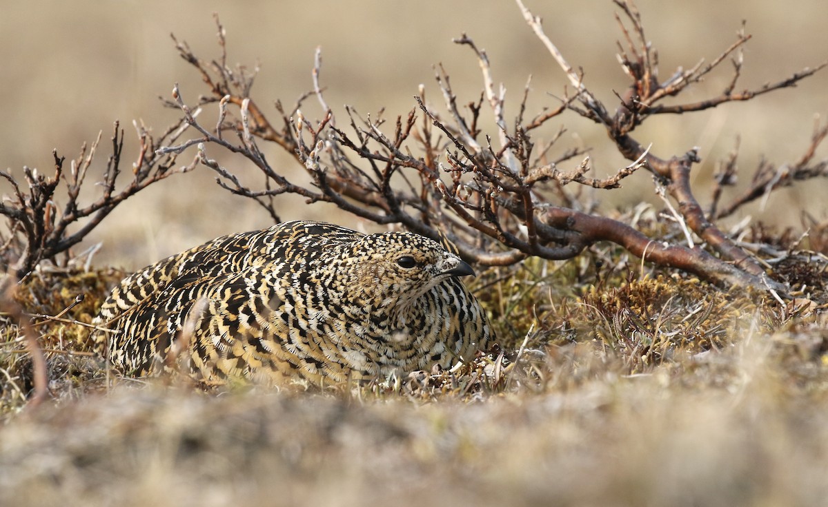 Rock Ptarmigan - ML554452751