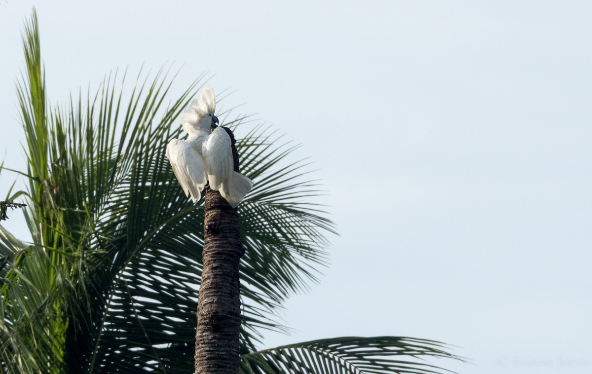 Cacatúa Blanca - ML55445281