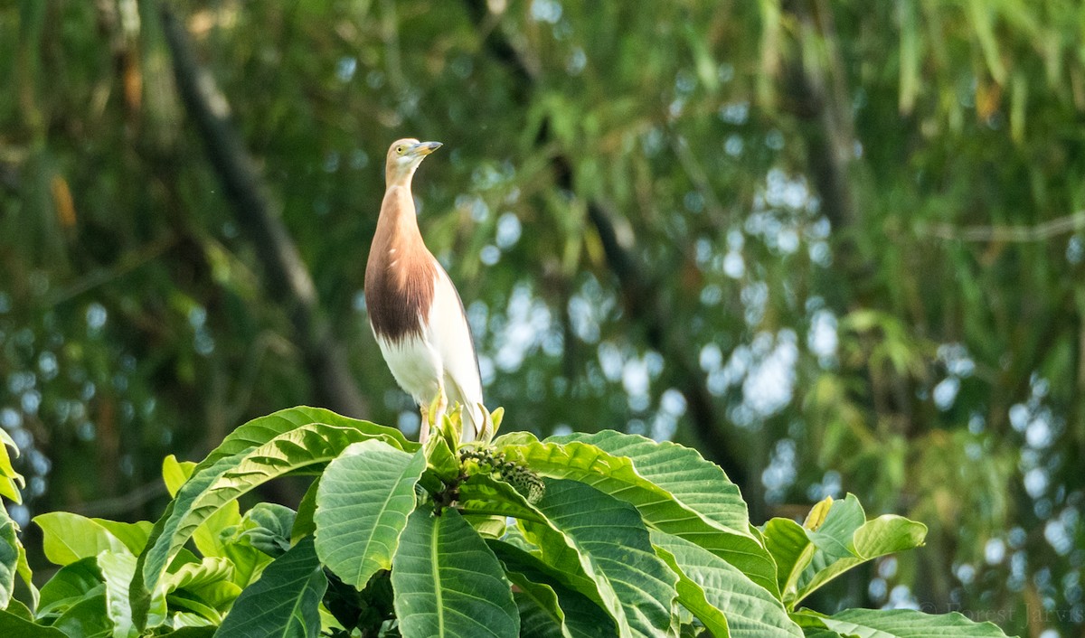 Javan Pond-Heron - ML55445311