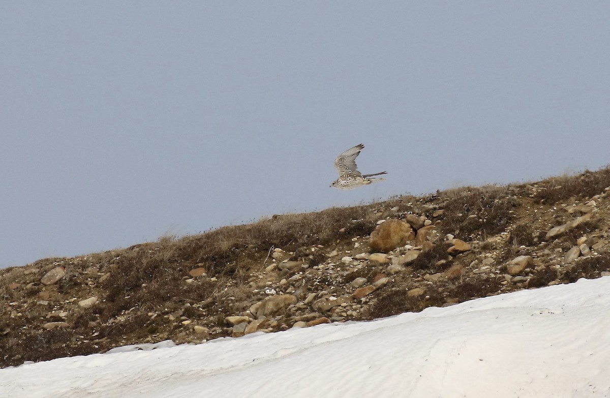 Gyrfalcon - ML554453381