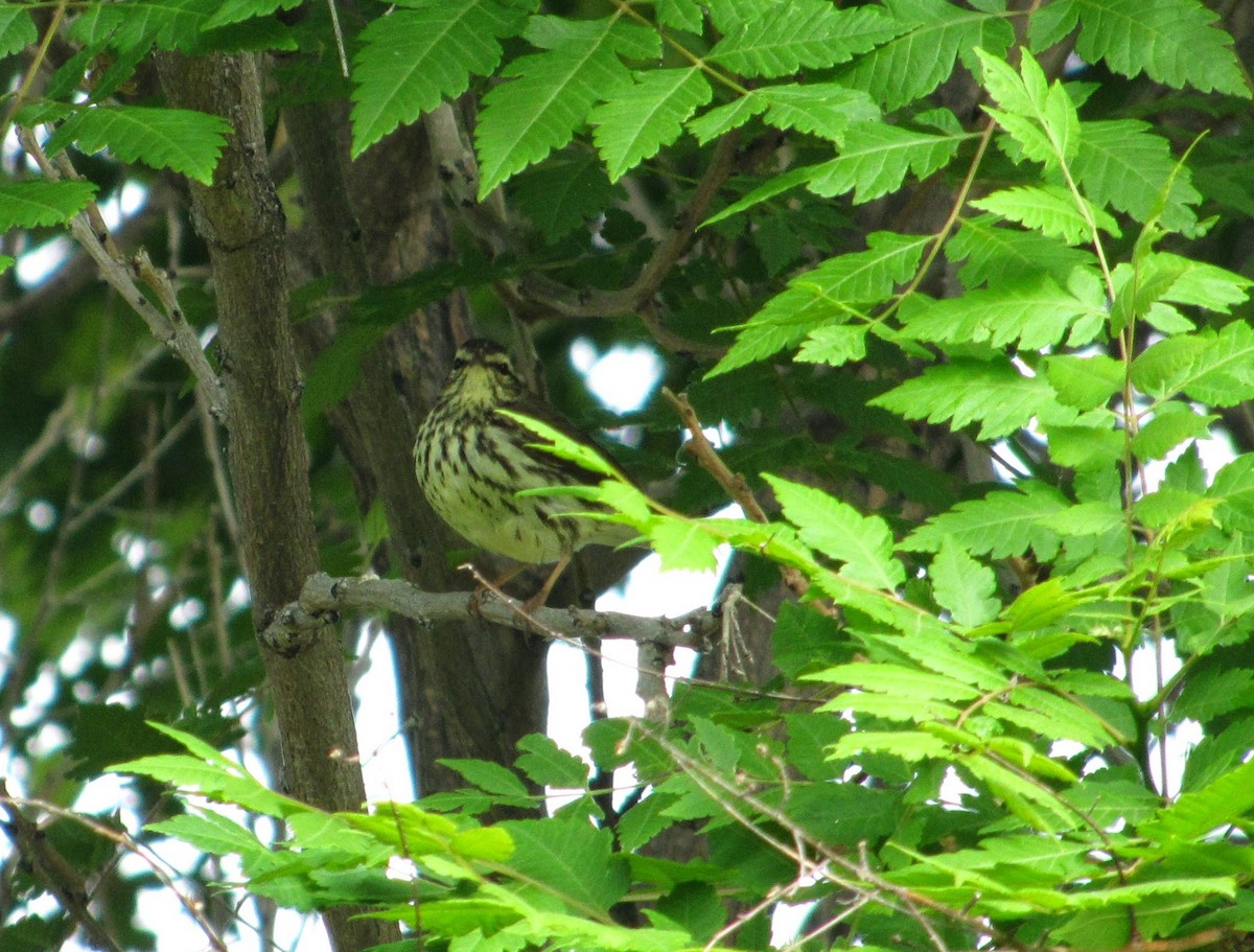Northern Waterthrush - ML554454221
