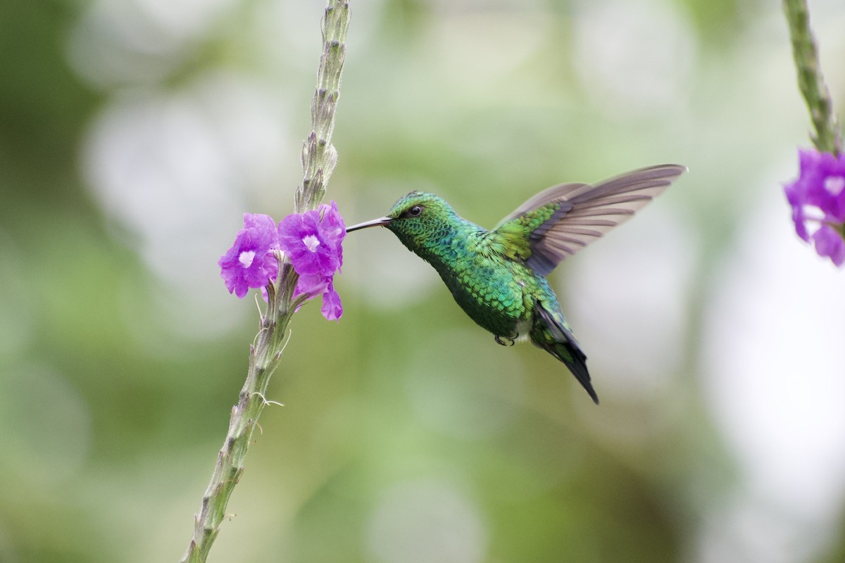 Red-billed Emerald - ML554454351