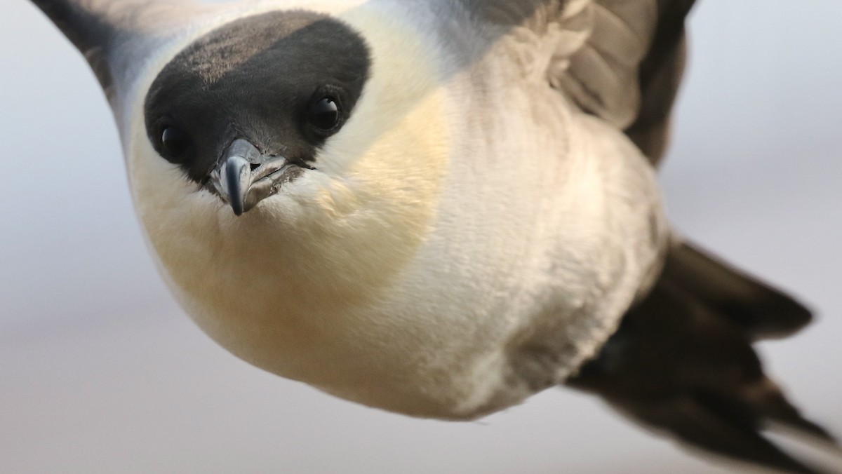 Long-tailed Jaeger - Jonah  Benningfield