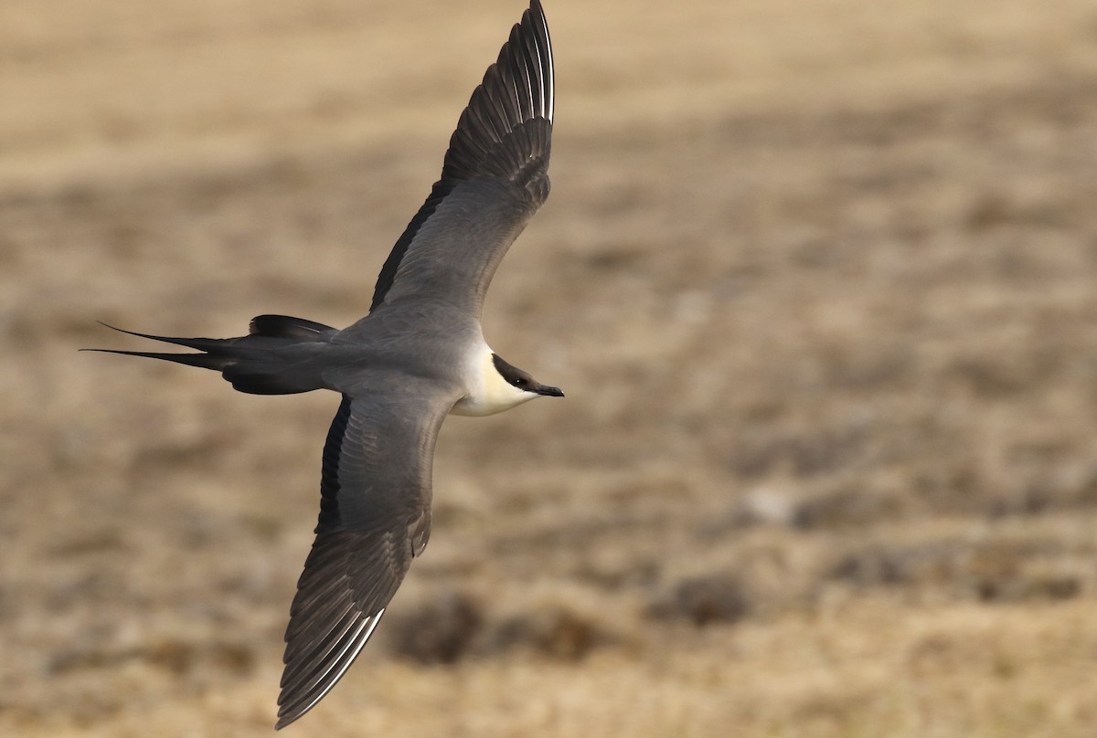 Long-tailed Jaeger - Jonah  Benningfield