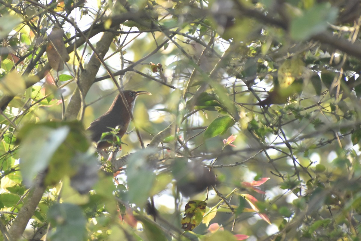 Rusty-cheeked Scimitar-Babbler - ML554455371