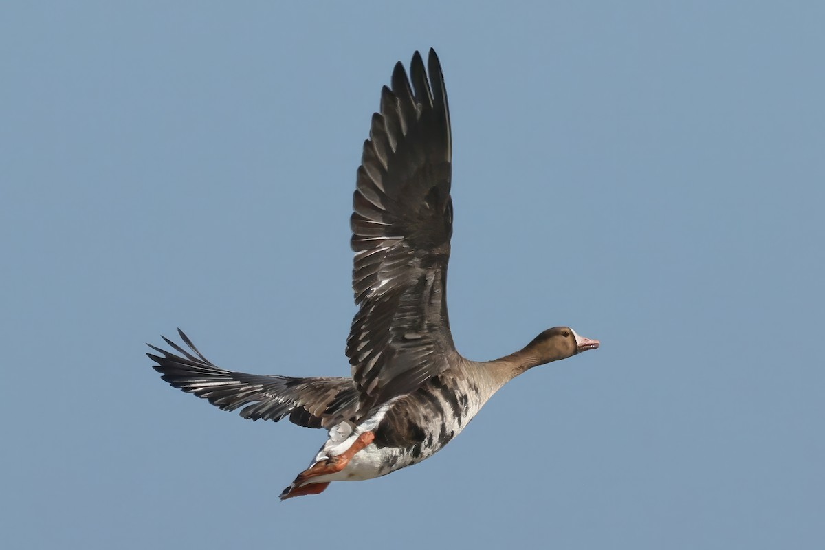 Greater White-fronted Goose - ML554455611