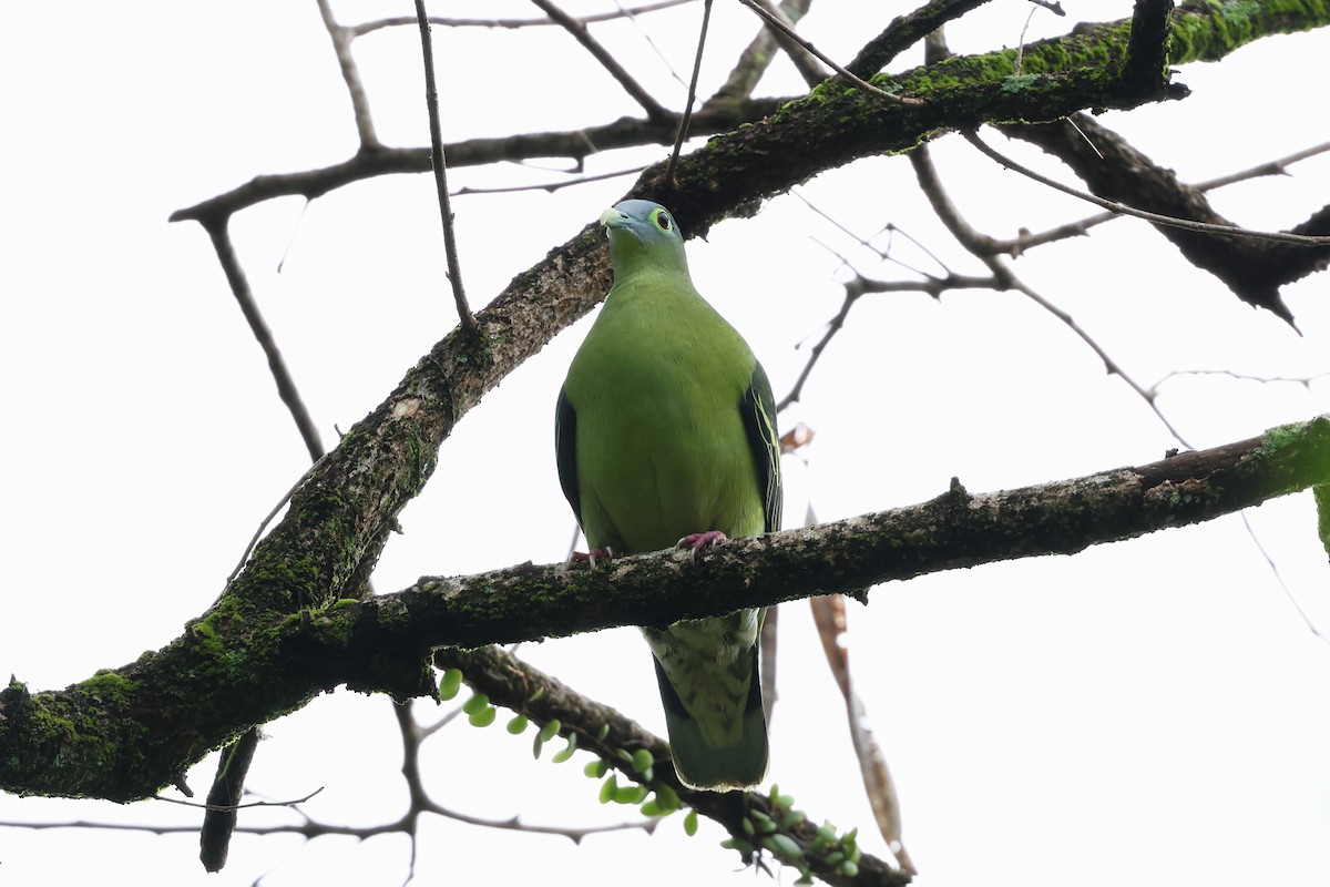 Gray-cheeked Green-Pigeon - ML554456131